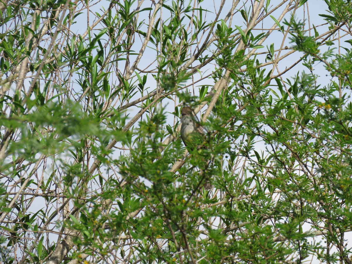 Short-crested Flycatcher - ML642830397