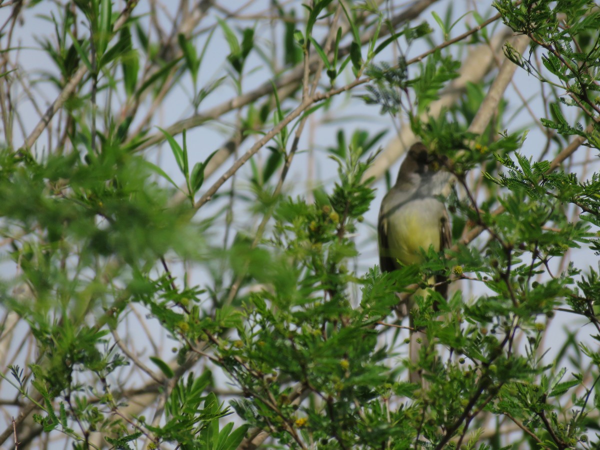 Short-crested Flycatcher - ML642830398