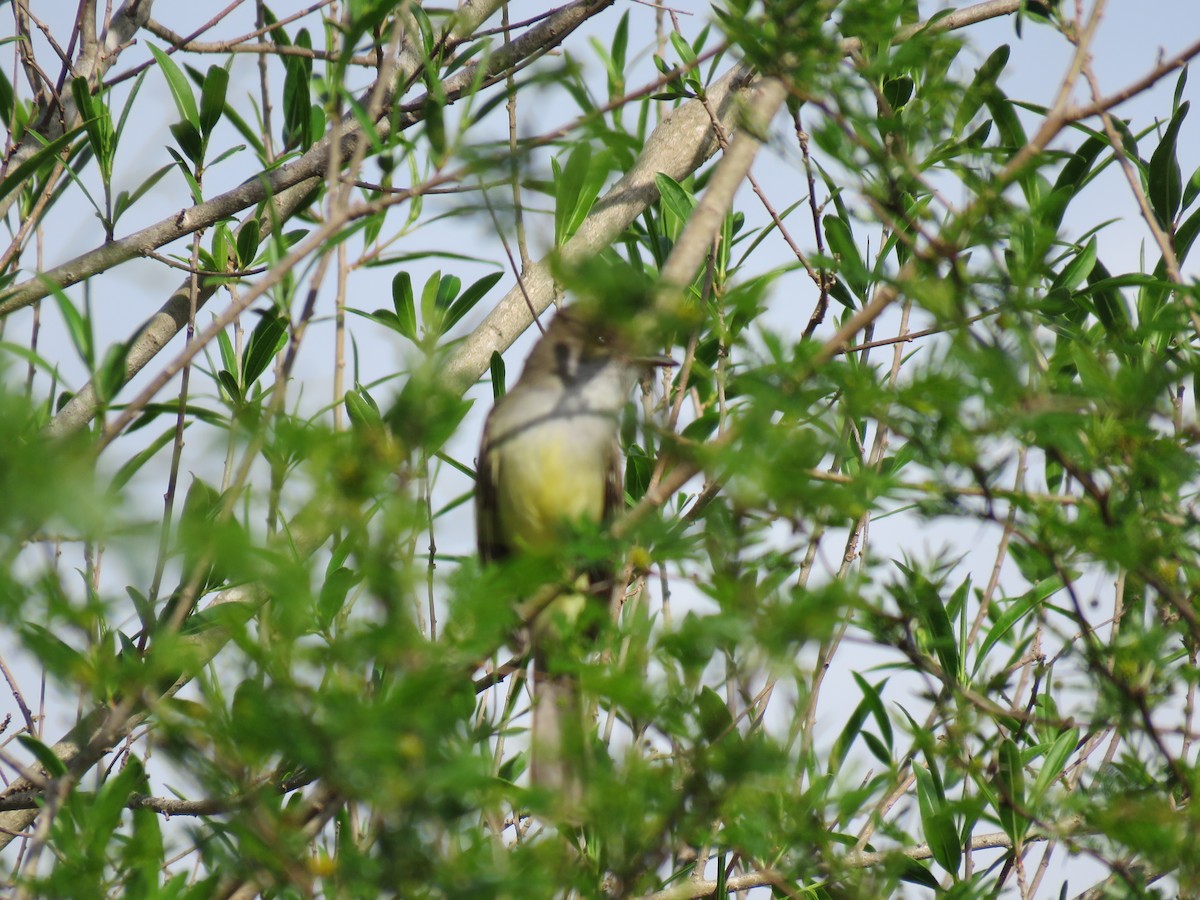 Short-crested Flycatcher - ML642830399