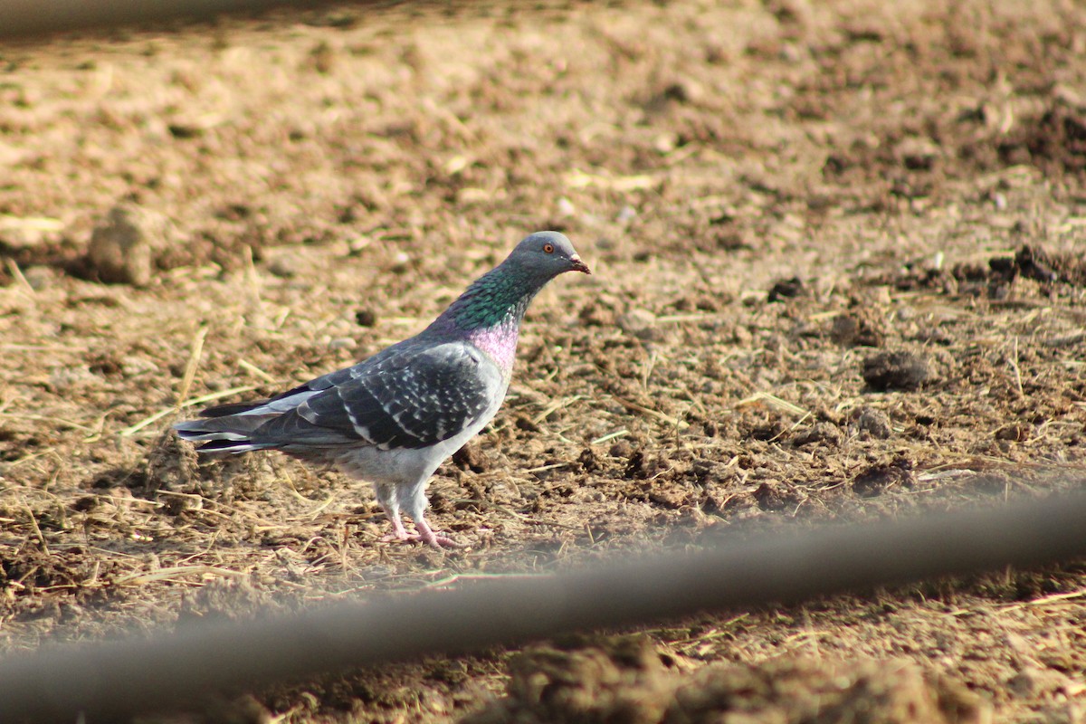 Rock Pigeon (Feral Pigeon) - ML642830400