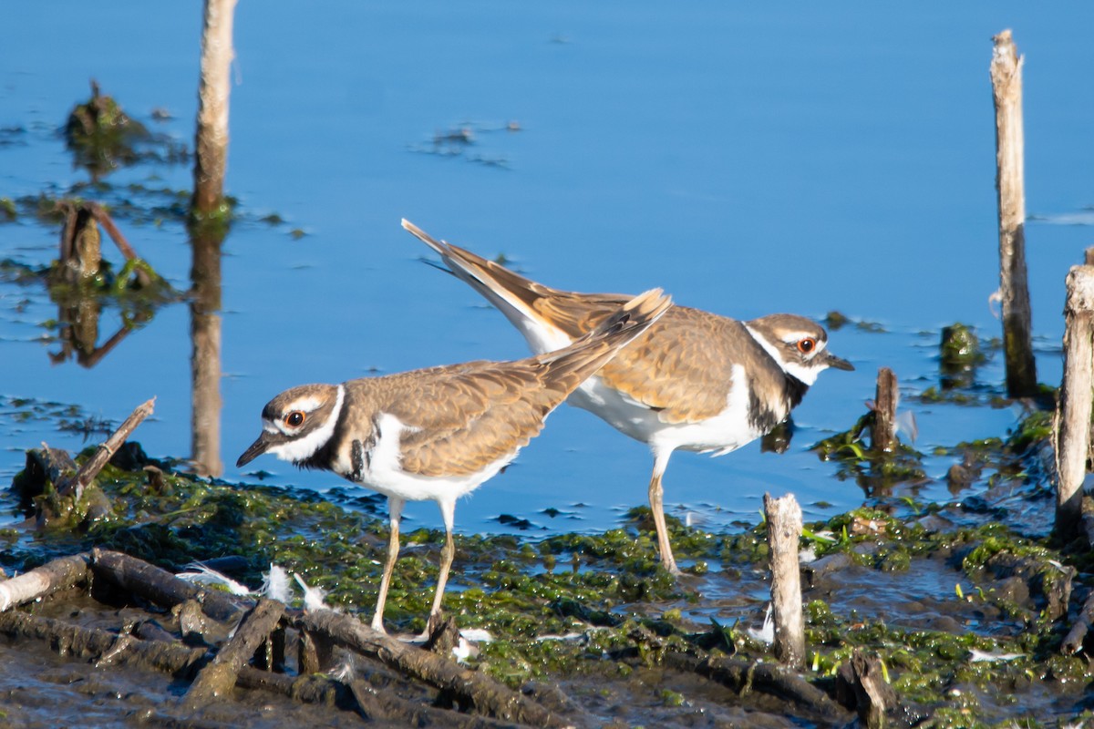 Killdeer - ML642830406