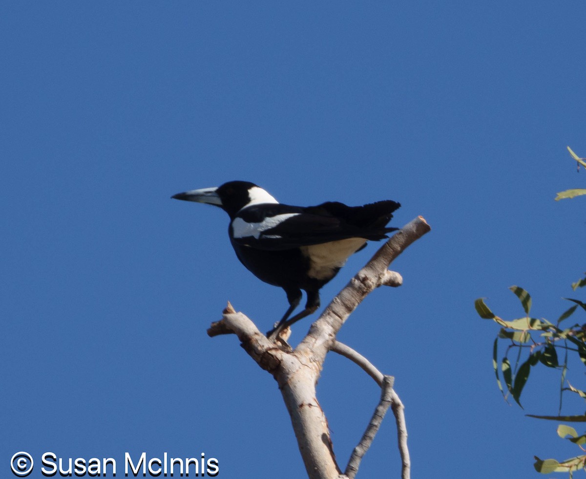 Australian Magpie (Black-backed) - ML642830407