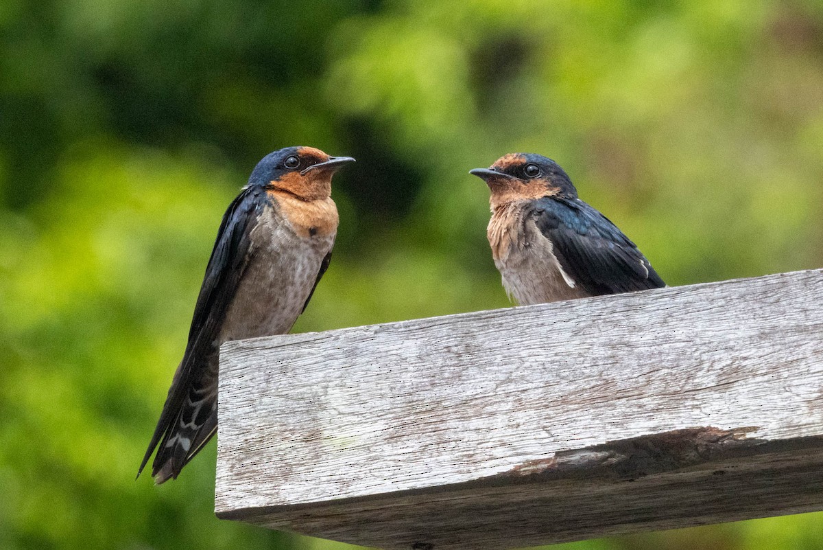 Pacific Swallow - ML642830410