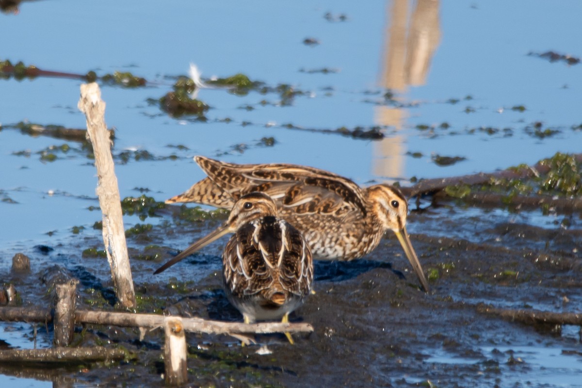 Wilson's Snipe - ML642830417