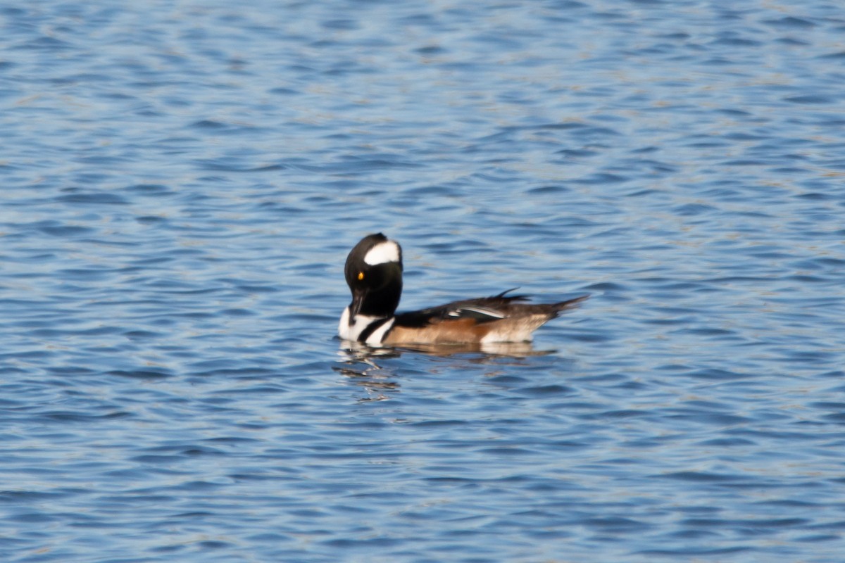 Serreta Capuchona - ML642830424