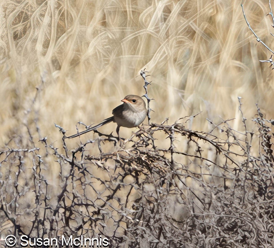 White-winged Fairywren - ML642830431