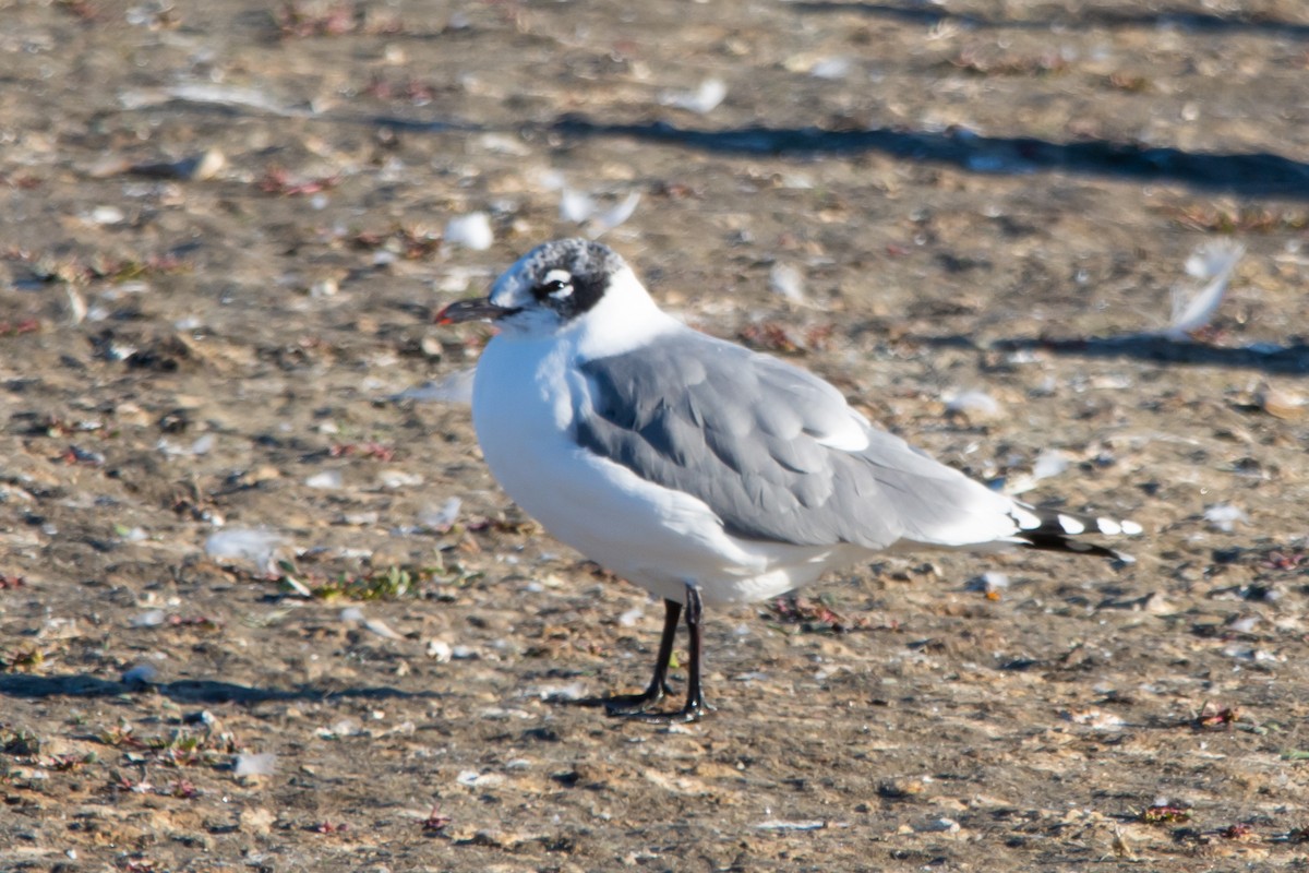 franklinmåke - ML642830437