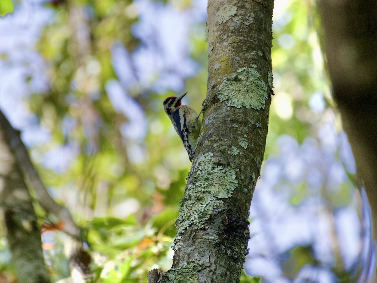 Yellow-bellied Sapsucker - ML642830466