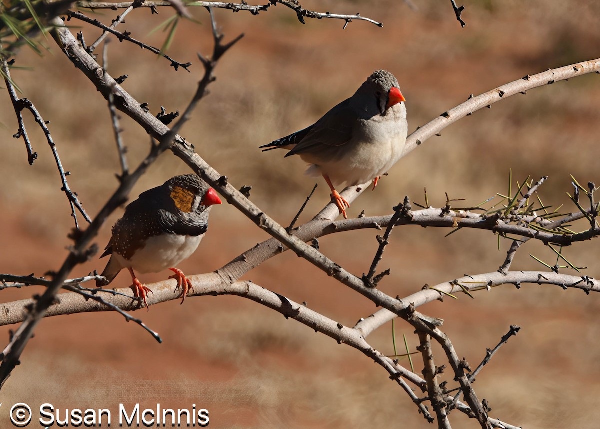 Zebra Finch (Australian) - ML642830467