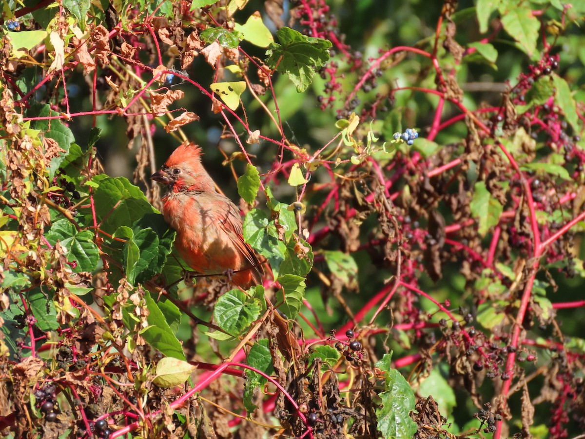 Northern Cardinal - ML642830470