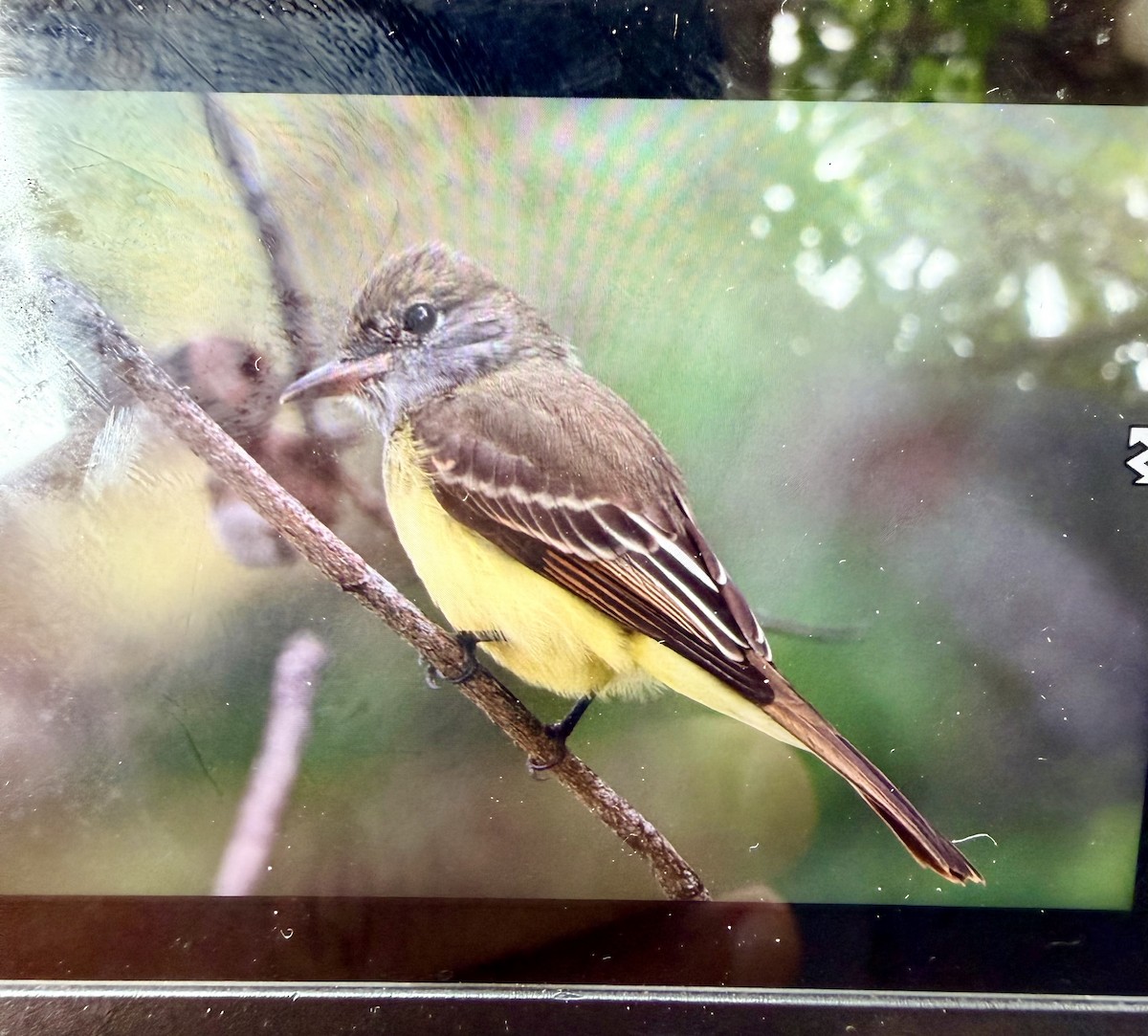 Great Crested Flycatcher - ML642830472