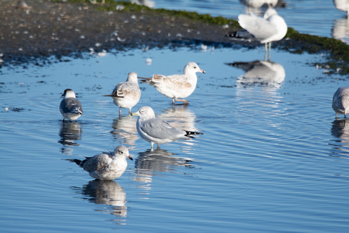 Ring-billed Gull - ML642830494