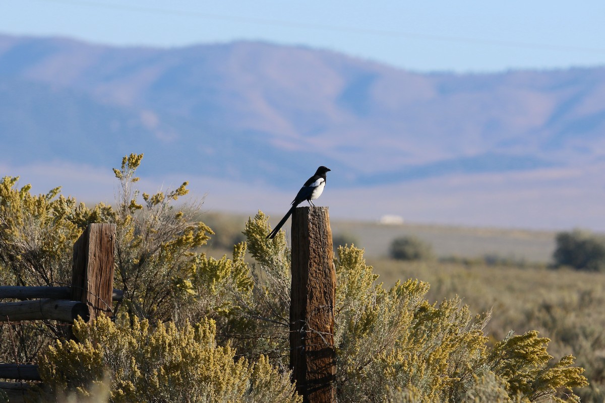 Black-billed Magpie - ML642830505