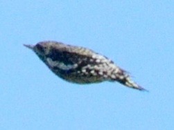 Yellow-bellied Sapsucker - ML642830507