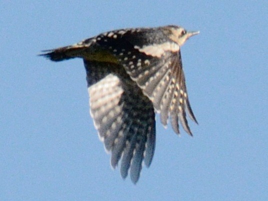 Yellow-bellied Sapsucker - ML642830508