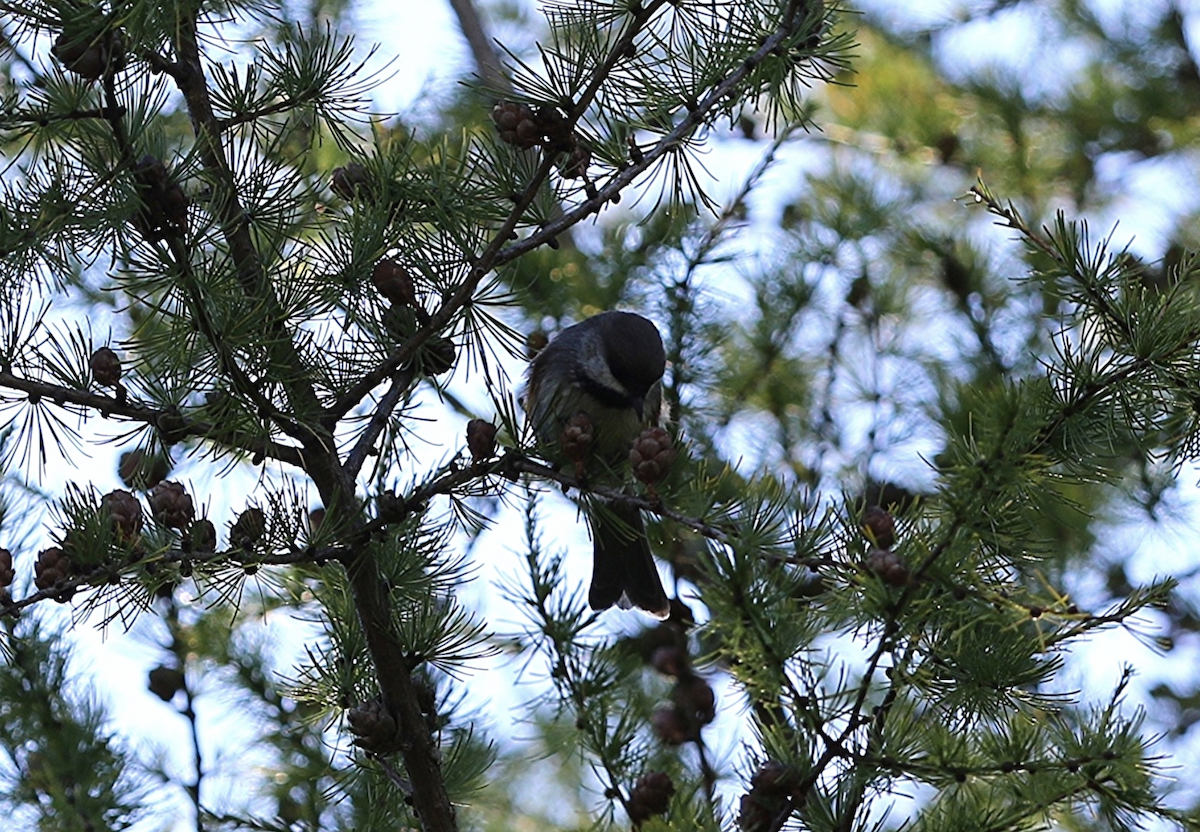 Boreal Chickadee - ML642830518