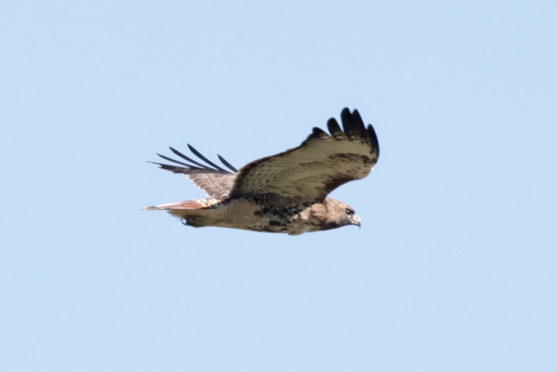 Red-tailed Hawk - Jay & Judy Anderson