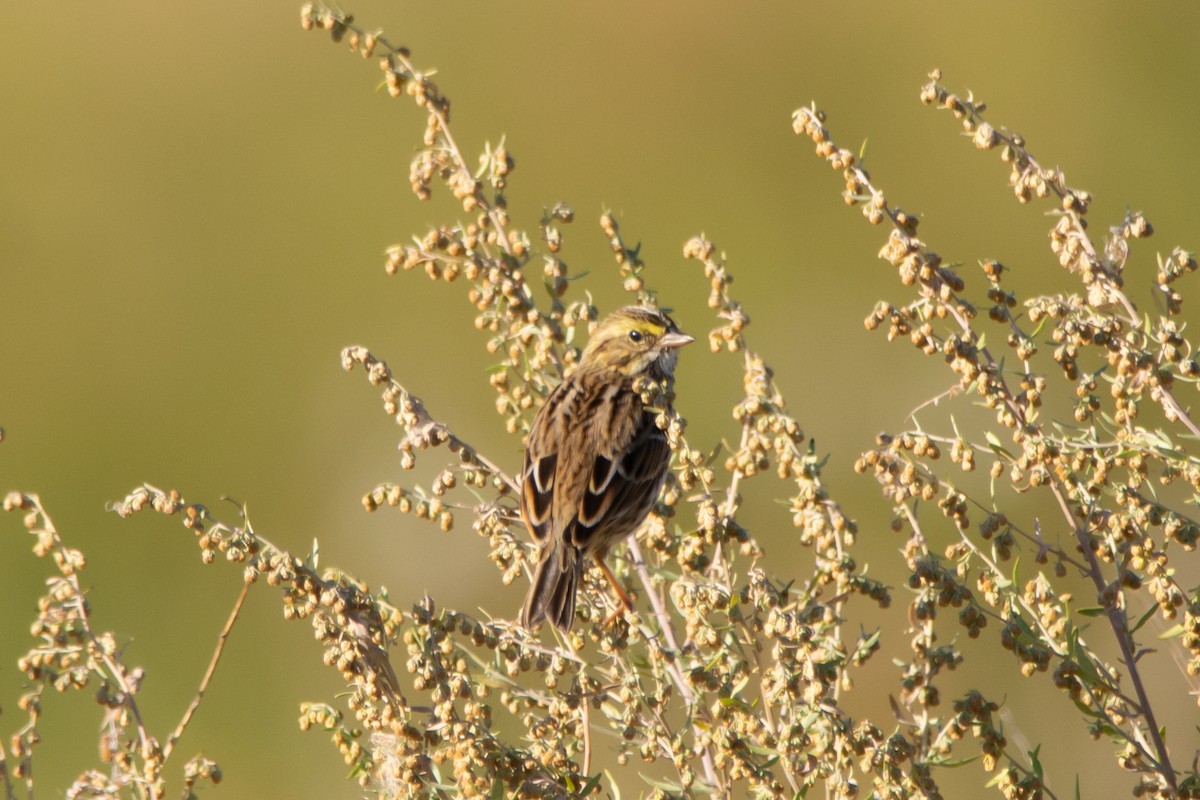 Savannah Sparrow - ML642830527