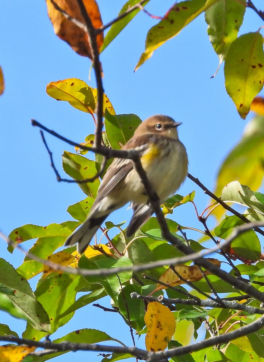 Yellow-rumped Warbler - ML642830529