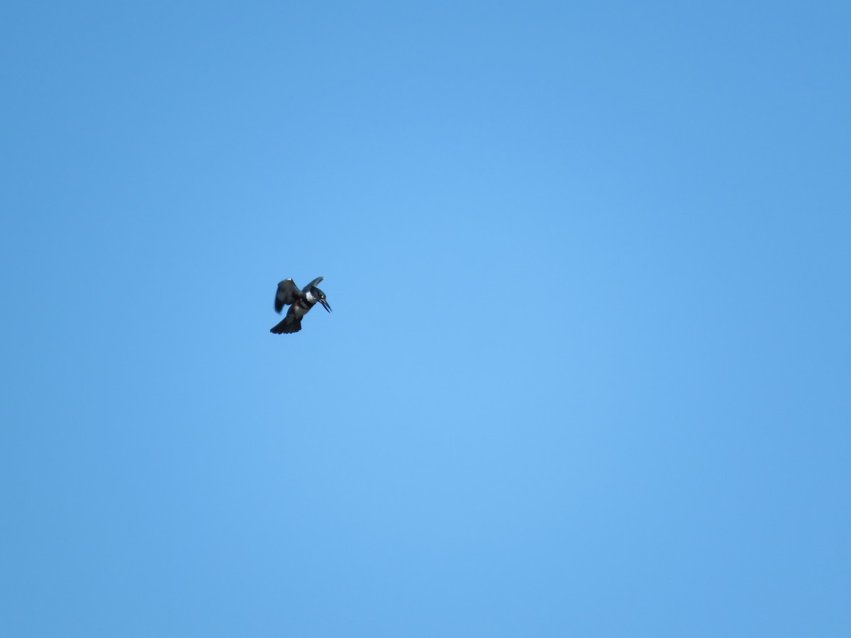 Belted Kingfisher - ML642830532