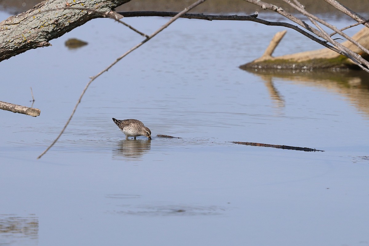 White-rumped Sandpiper - Anthony  Popiel
