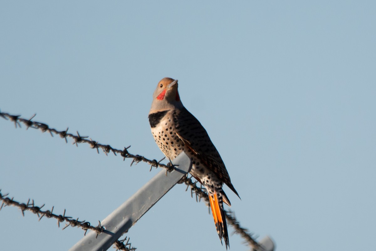 Northern Flicker (Red-shafted) - ML642830539