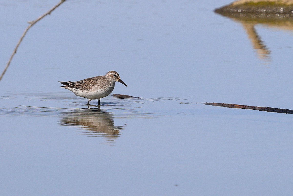 White-rumped Sandpiper - Anthony  Popiel