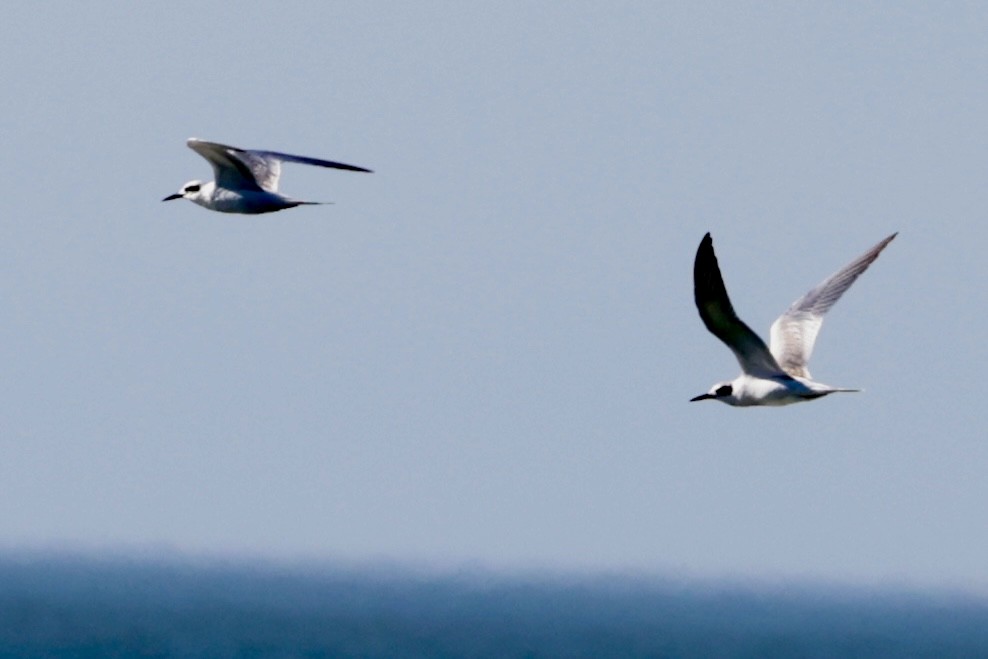 Forster's Tern - Jay & Judy Anderson