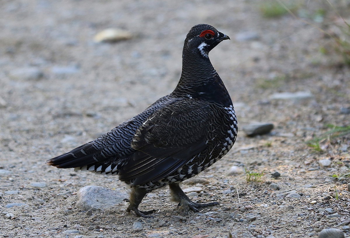 Spruce Grouse - ML642830545