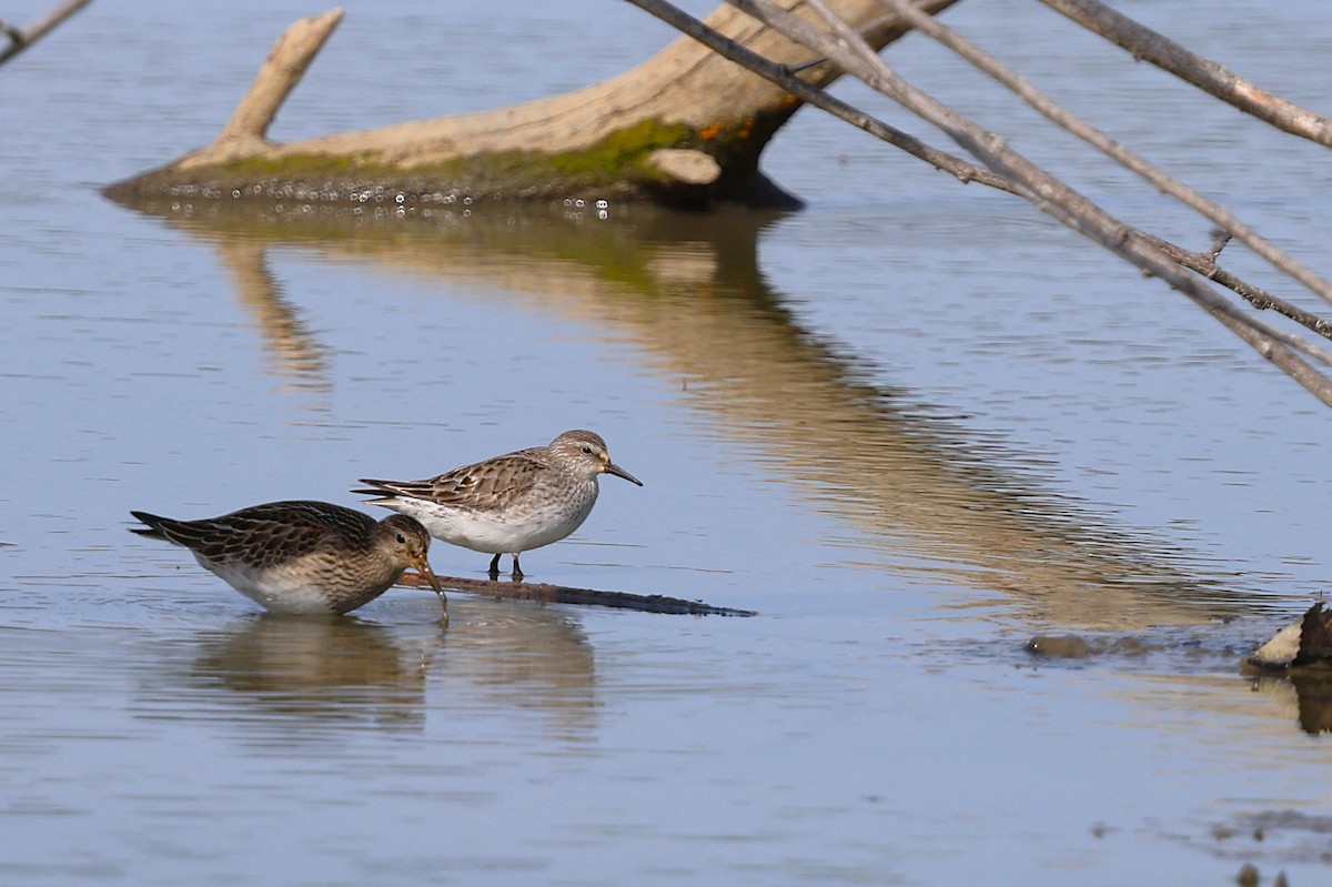 White-rumped Sandpiper - Anthony  Popiel
