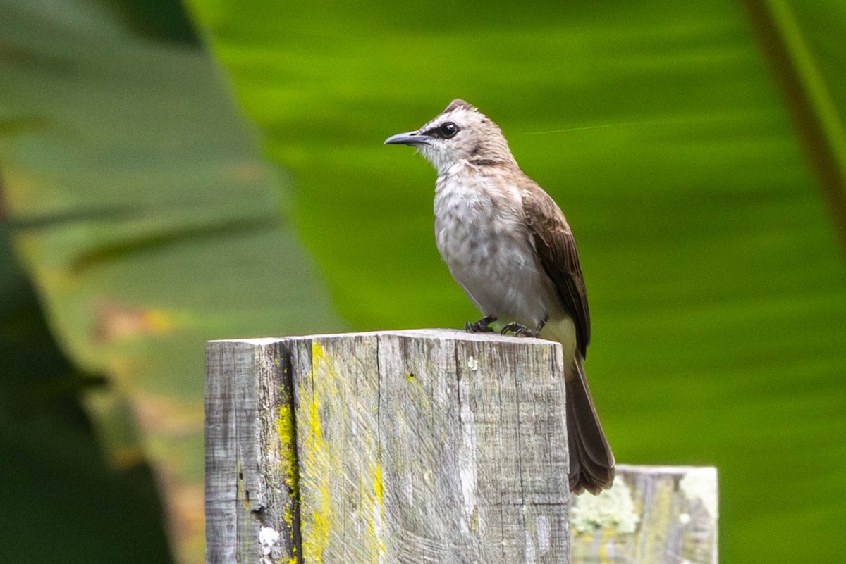 Yellow-vented Bulbul - ML642830550