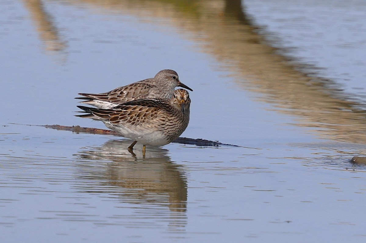 Graubrust-Strandläufer - ML642830556