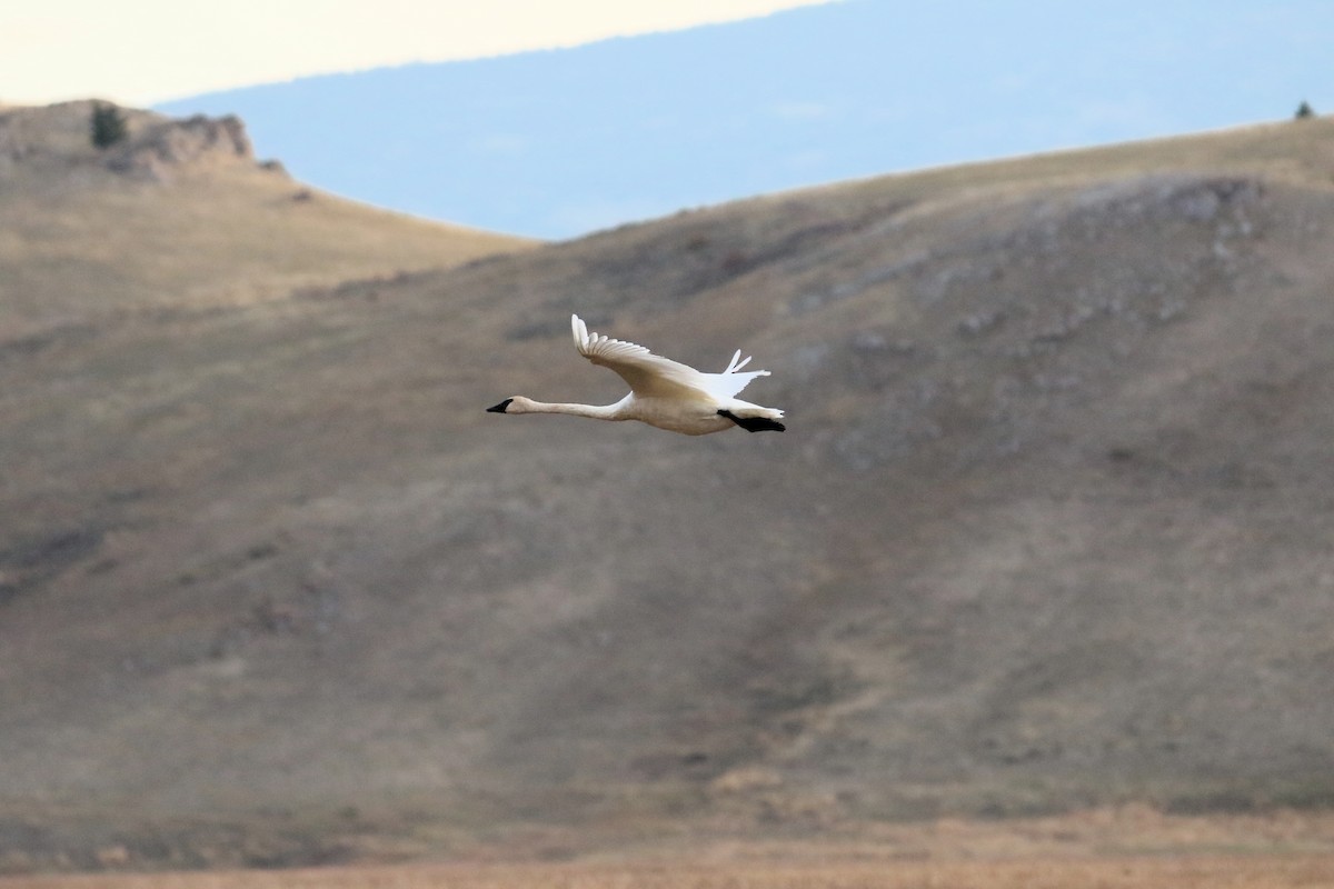 Trumpeter Swan - ML642830561