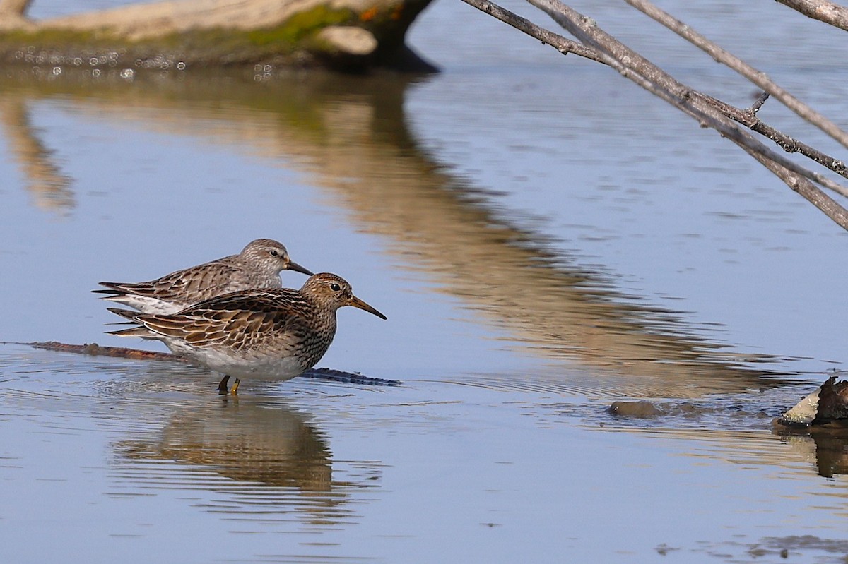 Graubrust-Strandläufer - ML642830564