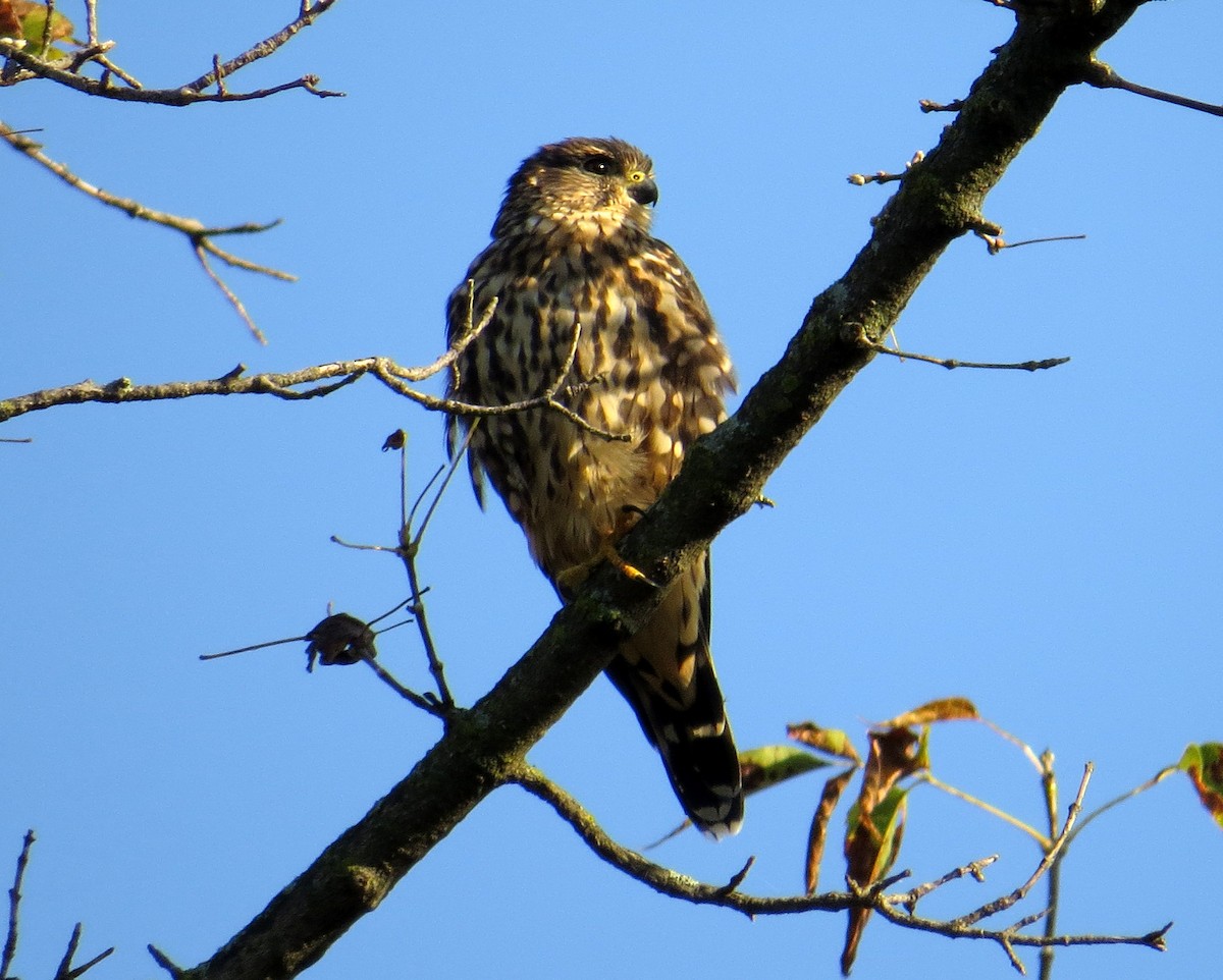Merlin - ML642830570