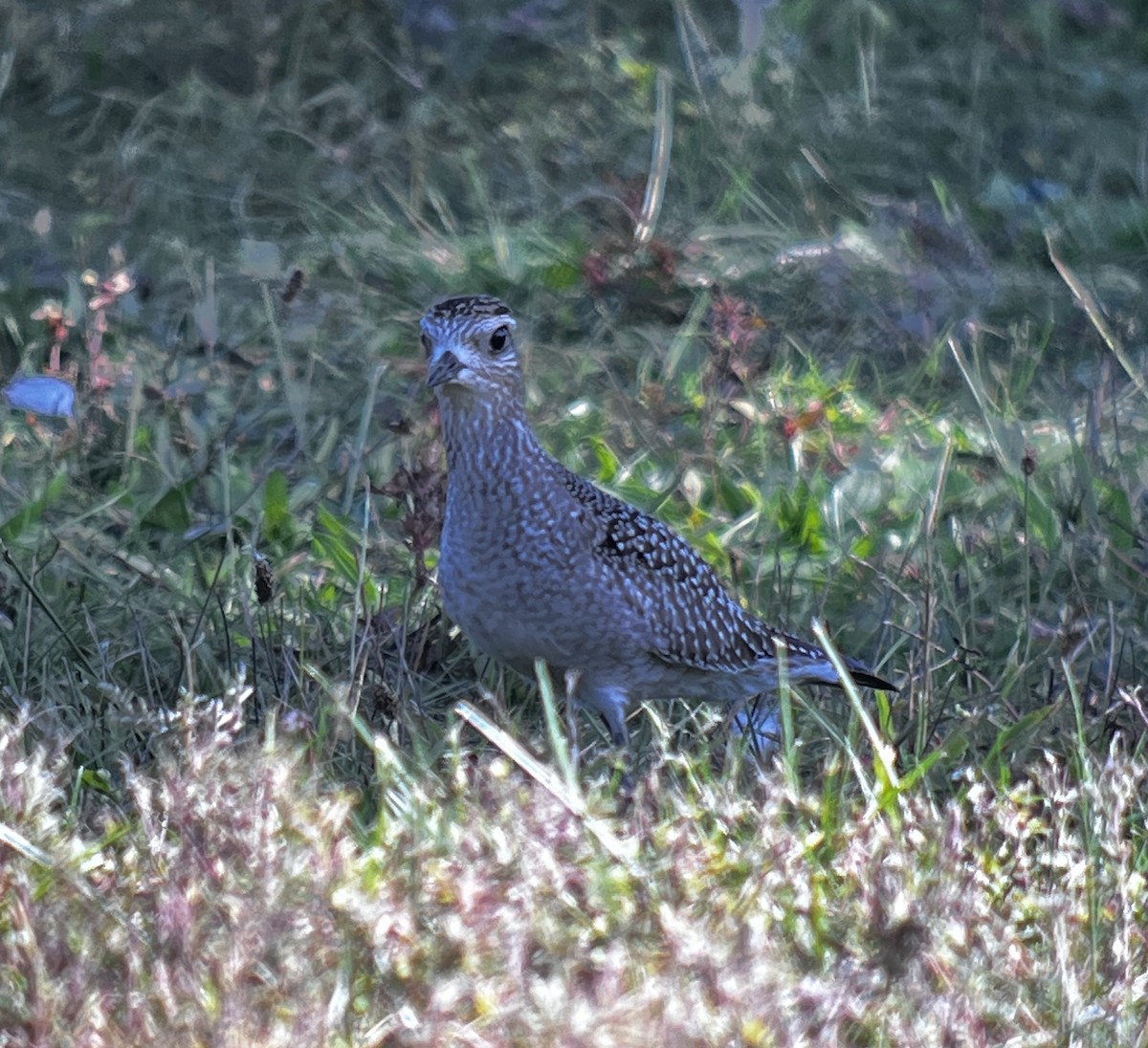American Golden-Plover - ML642830573