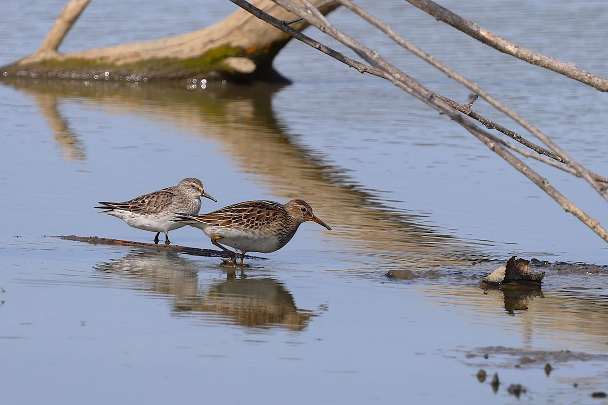 Graubrust-Strandläufer - ML642830574