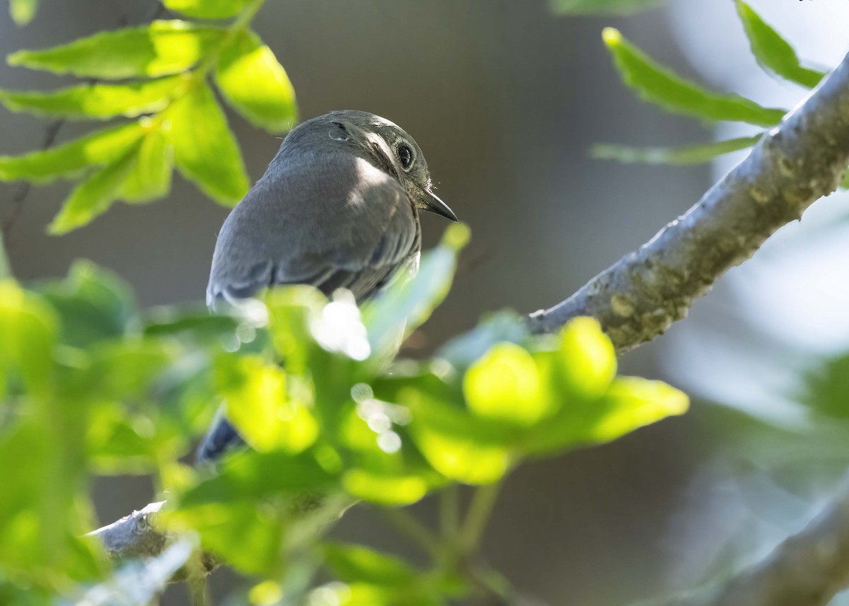 Western Bluebird - ML642830582