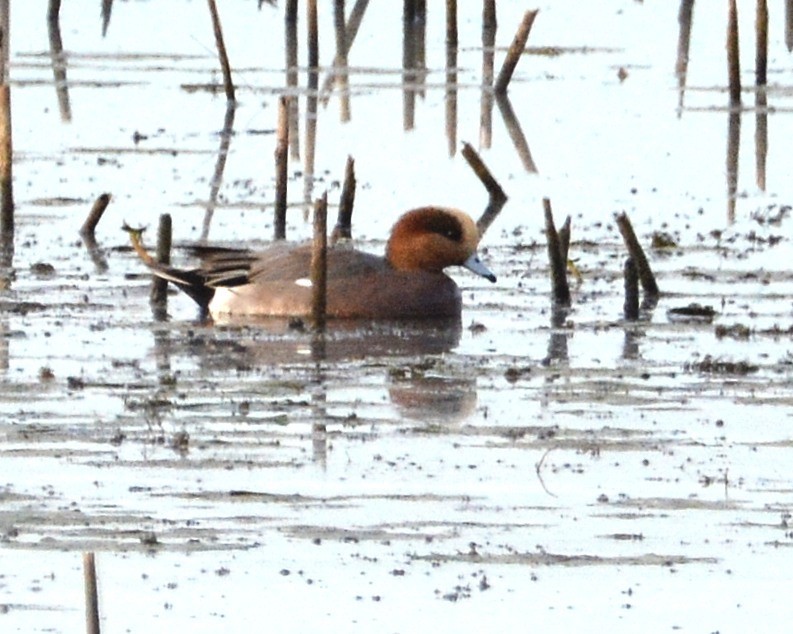 Eurasian x American Wigeon (hybrid) - ML642830585