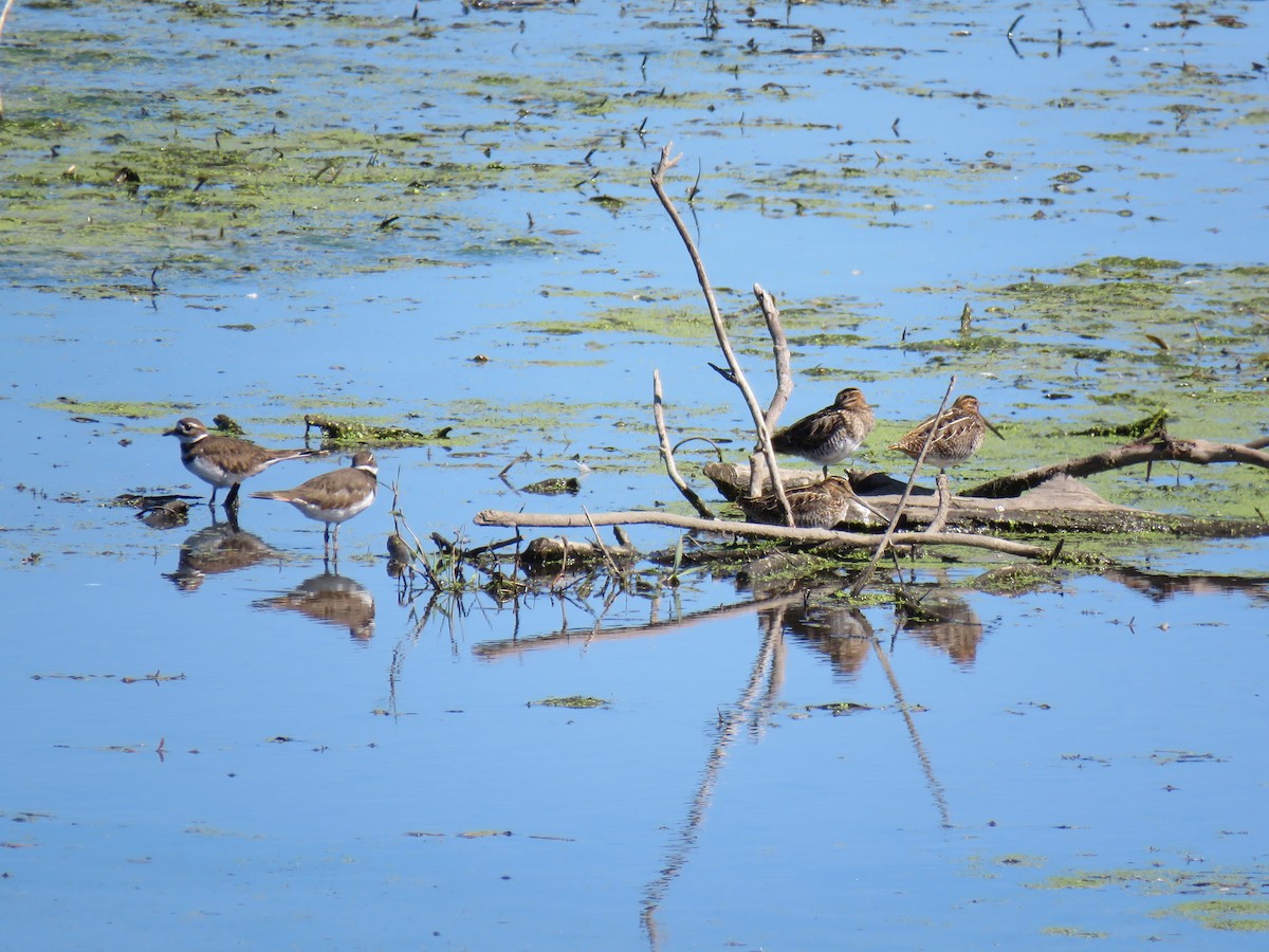 Wilson's Snipe - ML642830594