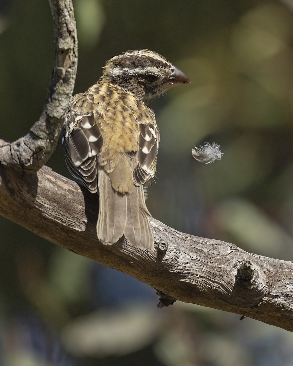Black-headed Grosbeak - ML642830596