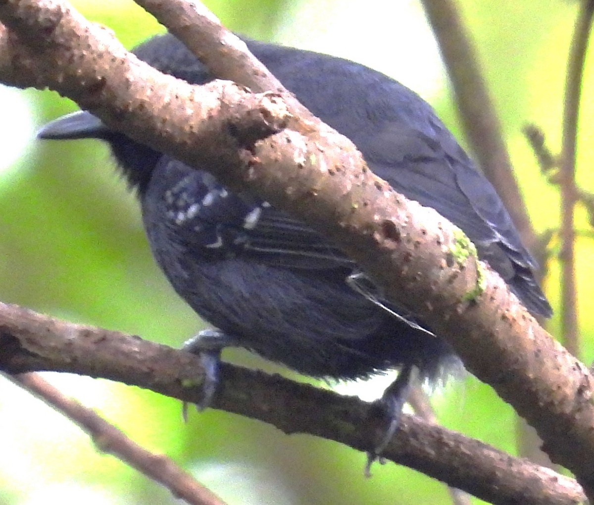 Slaty Antwren - ML642830600
