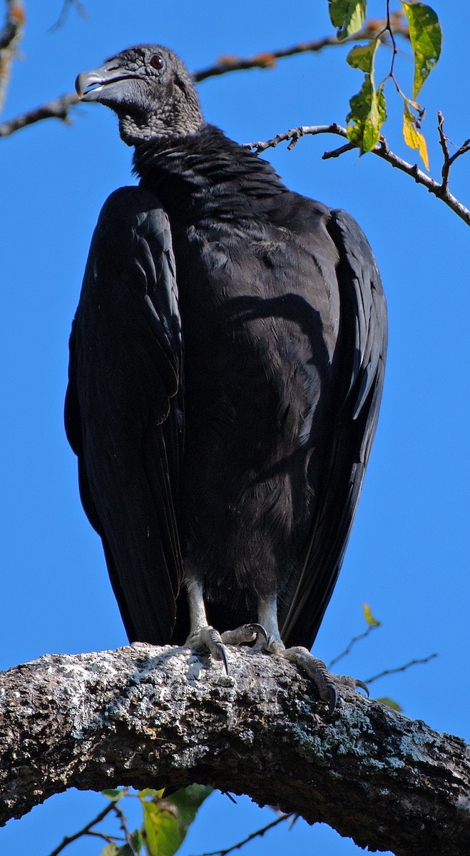 Black Vulture - ML642830603