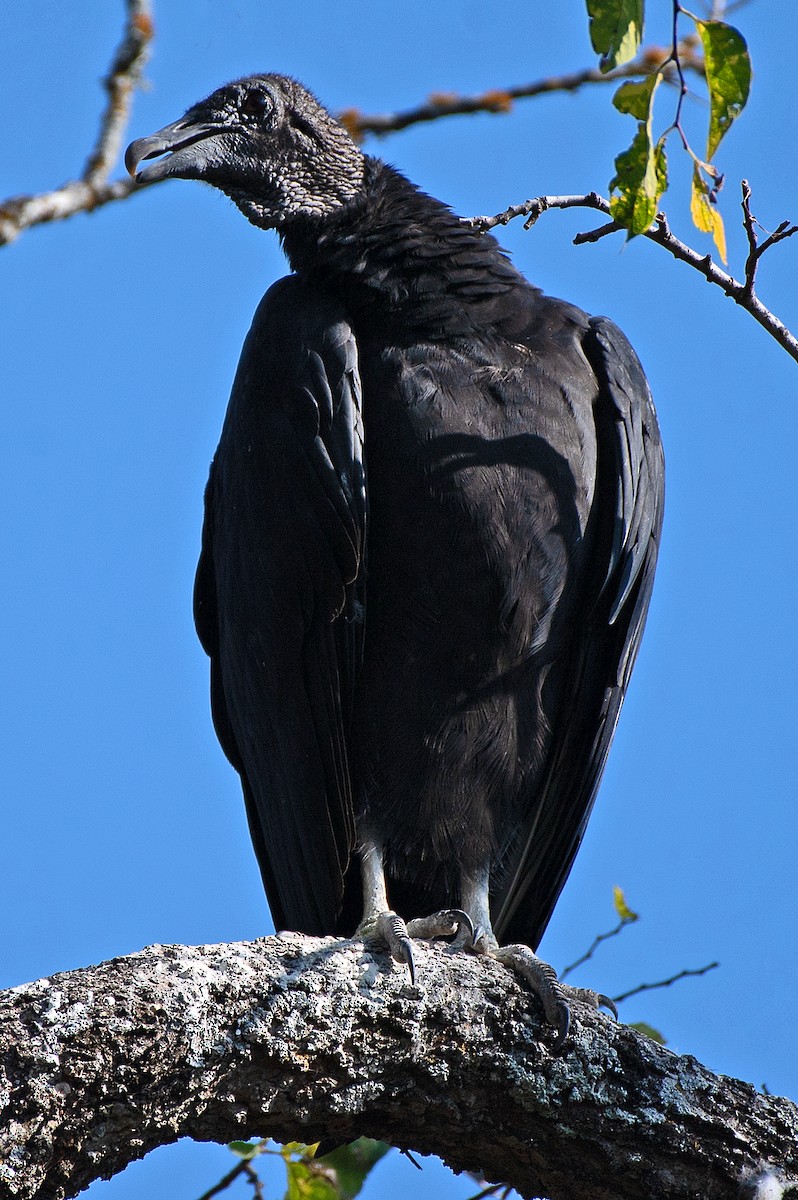 Black Vulture - ML642830605