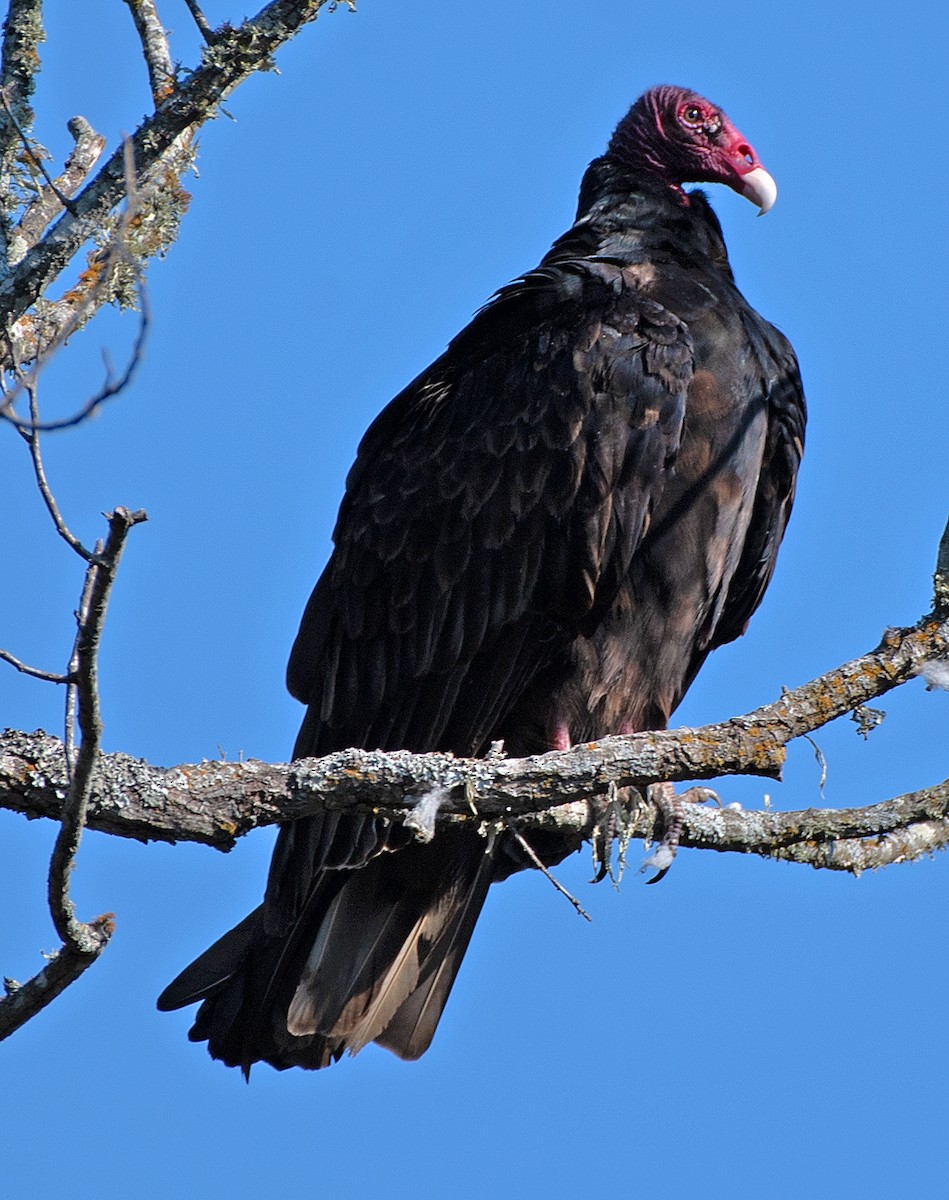 Turkey Vulture - ML642830616
