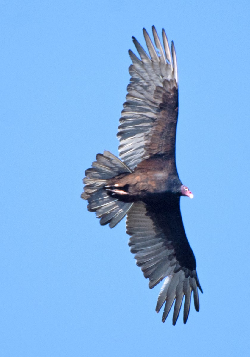 Turkey Vulture - ML642830617