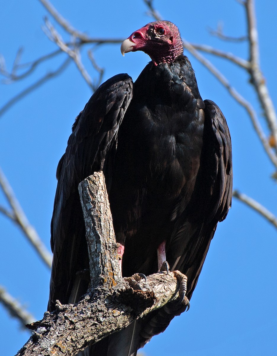 Turkey Vulture - ML642830618