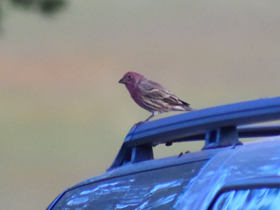 House Finch - ML642830621