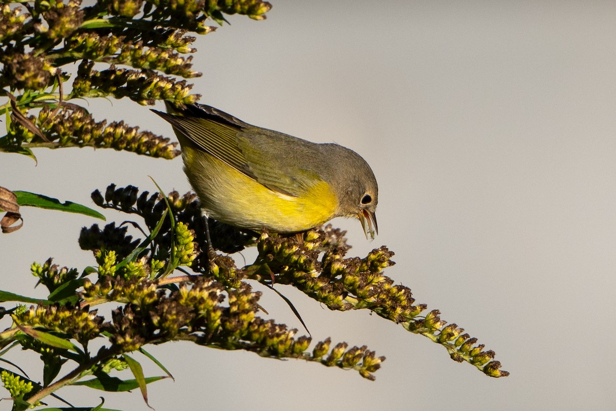 Nashville Warbler - ML642830625
