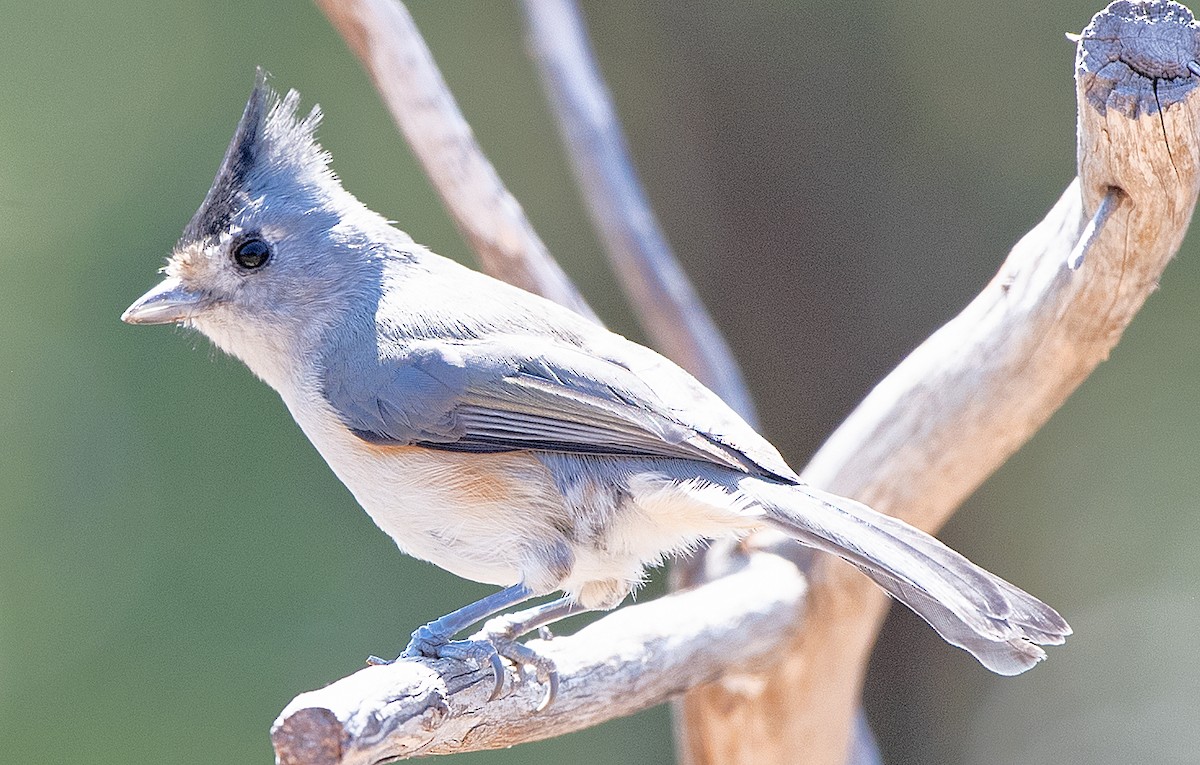 Black-crested Titmouse - ML642830630